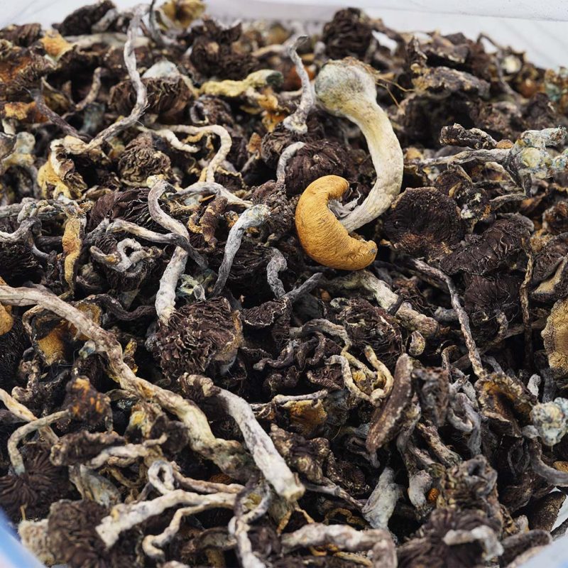Buy Amazonian Cubensis Mushrooms