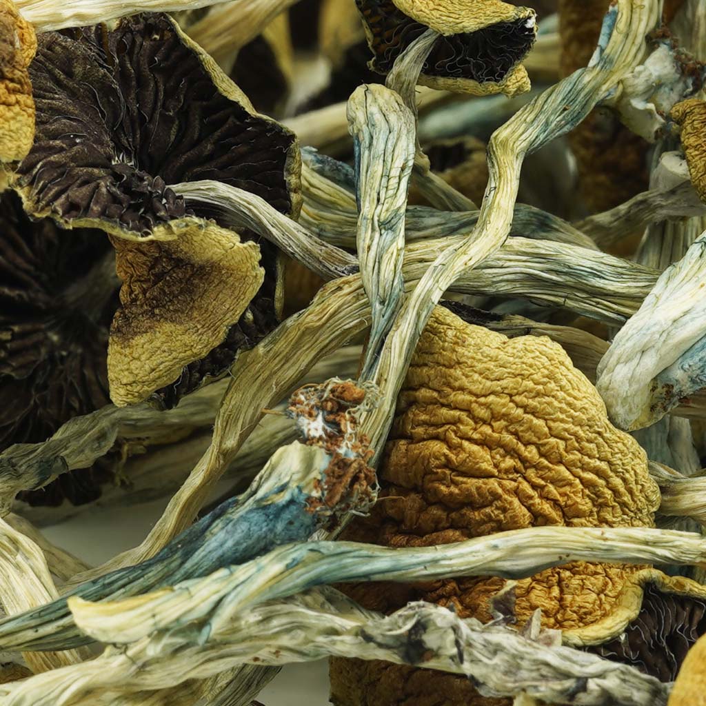 Legit Online Shrooms Dispensary,Buy Golden Teacher Mushroom Europe , Magic Mushroom for sale Germany , Where to order Magic mushroom online France , Purchase Shrooms Austria Legit Online Shrooms Dispensary , Buy Golden Teacher Mushroom Europe , Magic Mushroom for sale Germany , Where to order Magic mushroom online France , Purchase Shrooms Austria