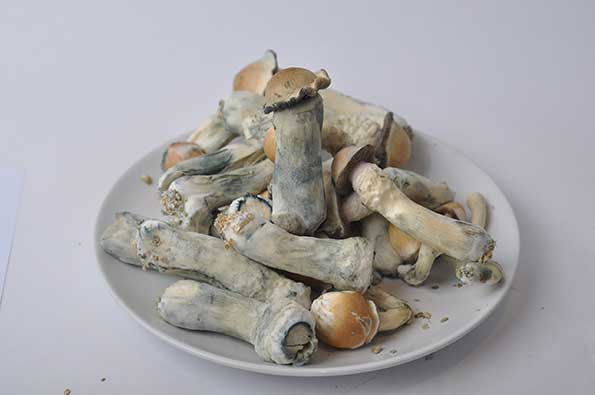 Order mushrooms Order mushrooms