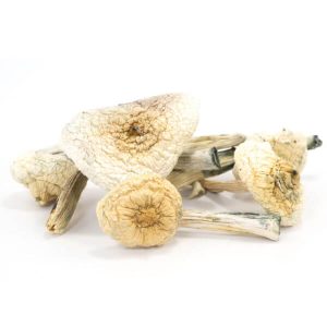 Buy Albino Penis Envy Mushrooms Europe , Magic Mushrooms for sale Germany , Where to order Shrooms online France , Purchase Mushrooms Austria