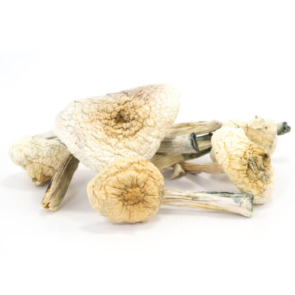 Buy Albino Penis Envy Mushrooms Europe , Magic Mushrooms for sale Germany , Where to order Shrooms online France , Purchase Mushrooms Austria Buy Albino Penis Envy Mushrooms Europe , Magic Mushrooms for sale Germany , Where to order Shrooms online France , Purchase Mushrooms Austria