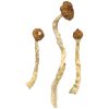 Buy Psilocybin (magic mushrooms) Europe , Where to purchase Psilocybin Shrooms online Germany , Order Magic mushrooms Italy, Mushrooms for sale Eu