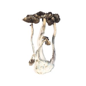 Buy Albino A+ Magic Mushrooms Europe , Where to order Magic Mushrooms in Germany , Psilocybin (magic mushrooms) for sale France