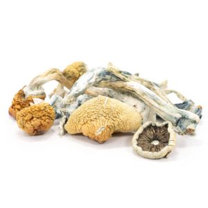 Buy Blue Meanies Mushrooms Europe , Magic Mushroom for sale Europe , Where to purchase Srooms online Germany , Mushrooms for sale Netherland
