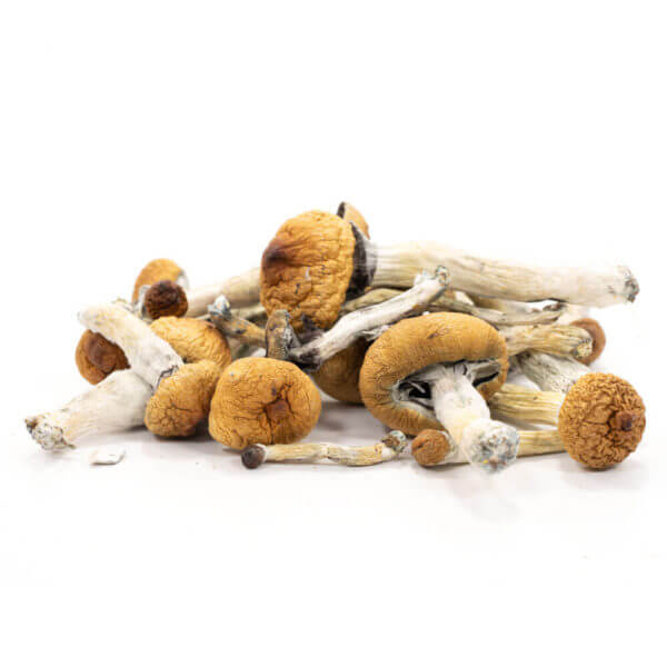 Buy Golden Teacher Mushrooms , Order Magic Mushrooms Online , Where to purchase Shrooms , Order Mushroom Golden teacher , Mushrooms Vendor online Buy Golden Teacher Mushrooms , Order Magic Mushrooms Online , Where to purchase Shrooms , Order Mushroom Golden teacher , Mushrooms Vendor online